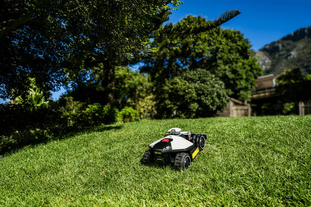 how often to mow lawn