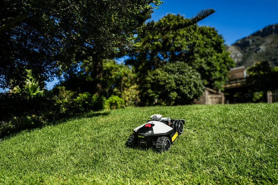 how often to mow lawn​