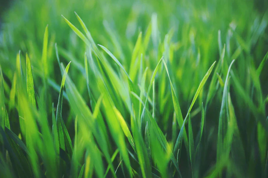 sow grass seed in spring