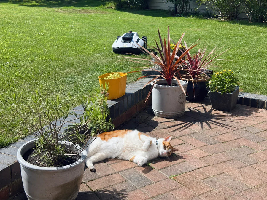 MAMMOTION robotic mower maintaining a family lawn